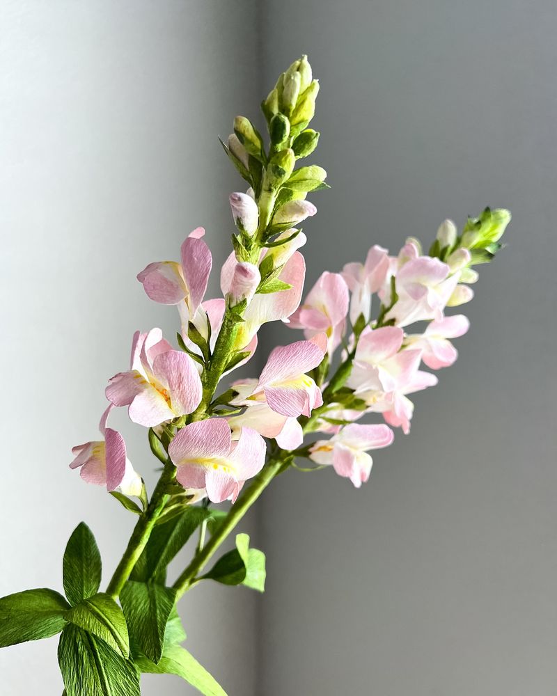 Snapdragons