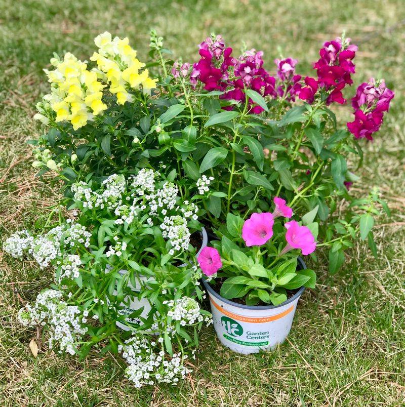 Snapdragons and Alyssum