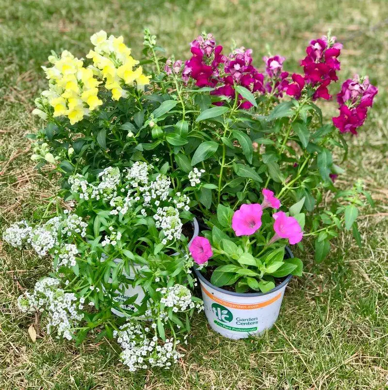 Snapdragons and Alyssum