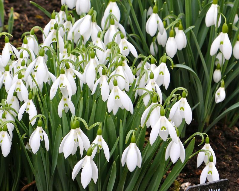 Snowdrops
