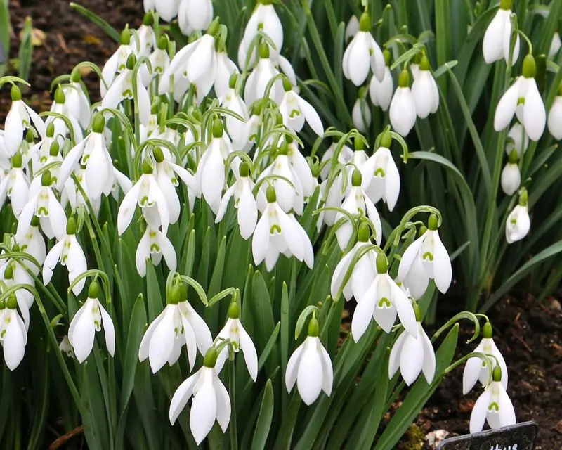 Snowdrops