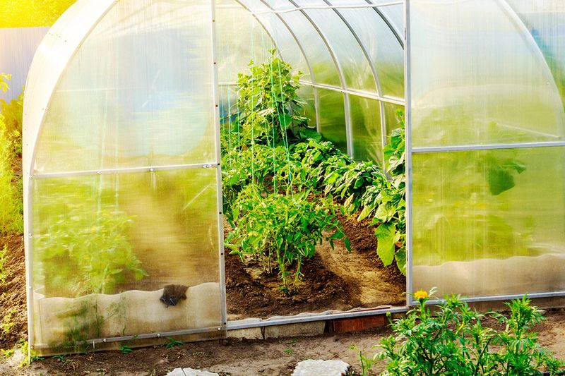 Solar-Powered Greenhouses