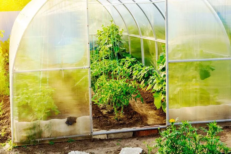 Solar-Powered Greenhouses