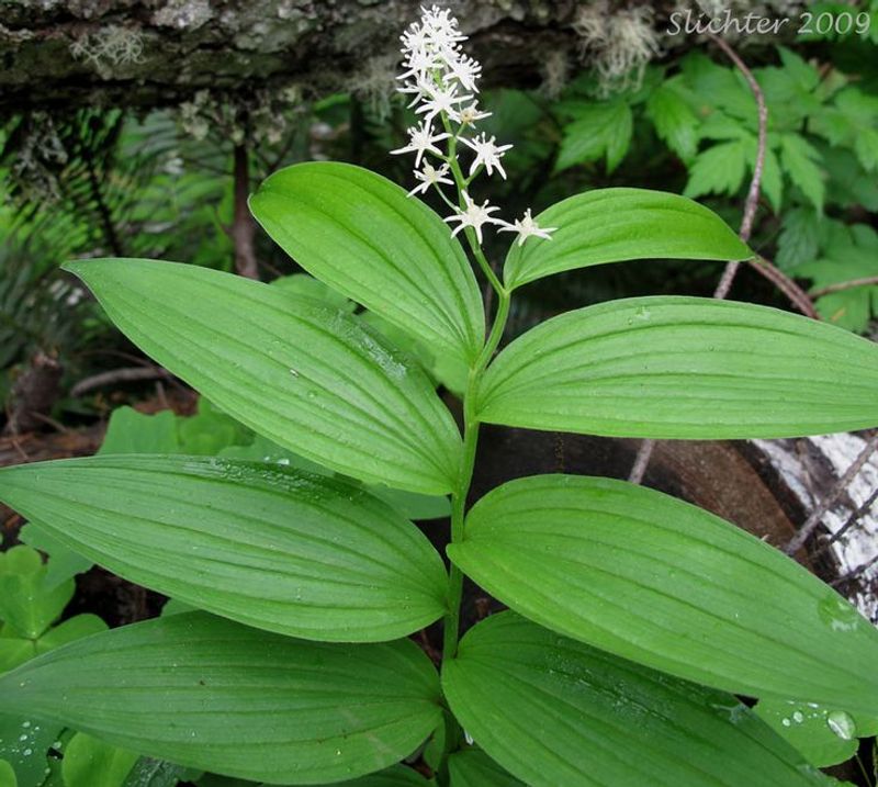 Solomon's Seal