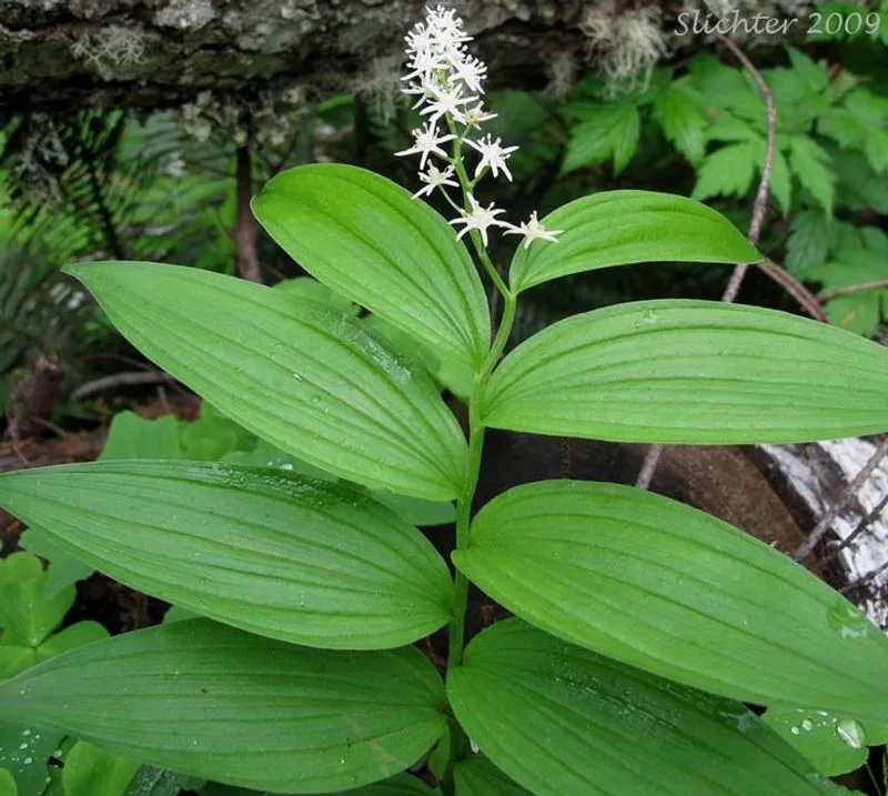 Solomon's Seal