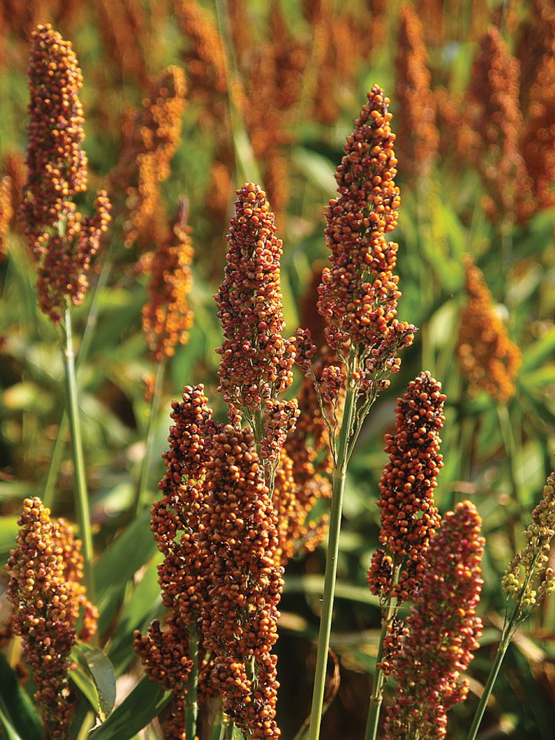 Sorghum