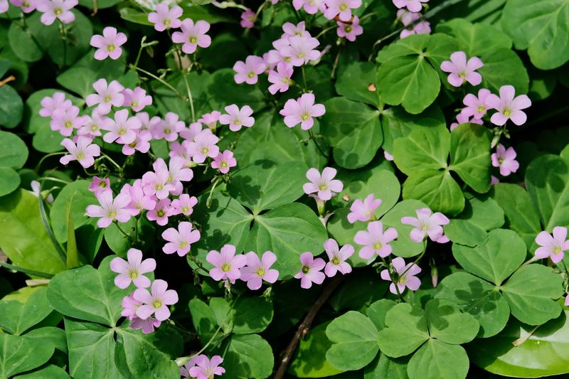 Sorrel