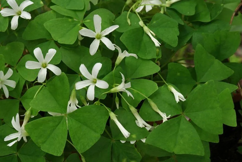 Sorrel