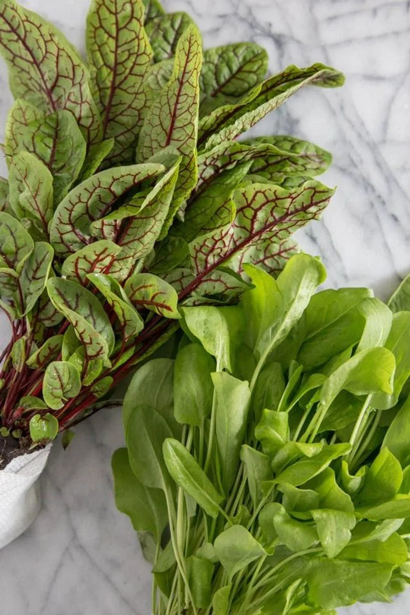 Sorrel