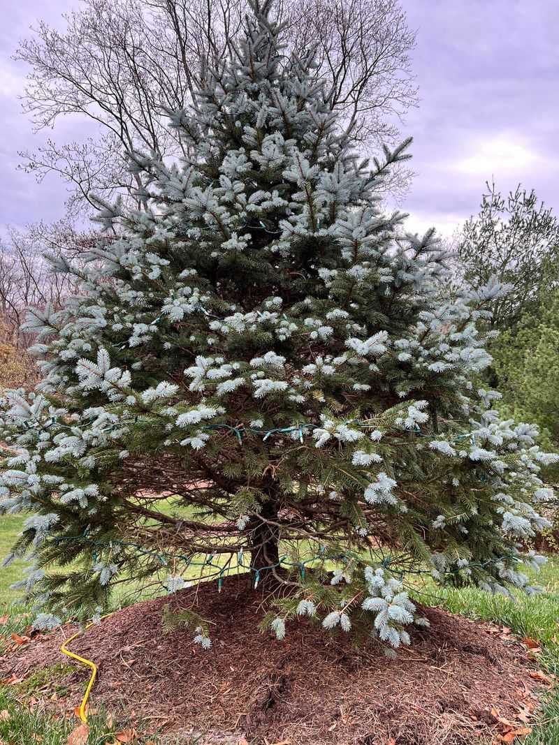 Blue Spruce