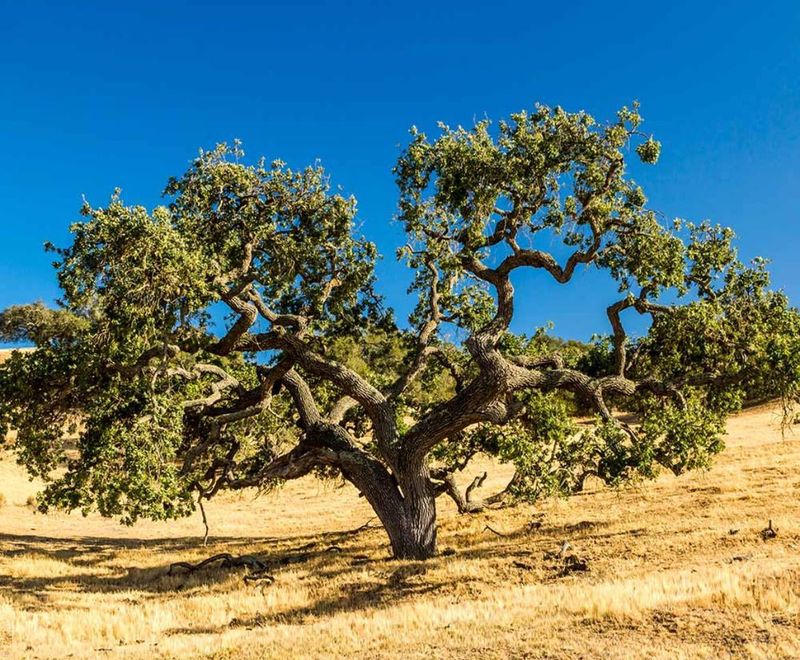 Live Oak