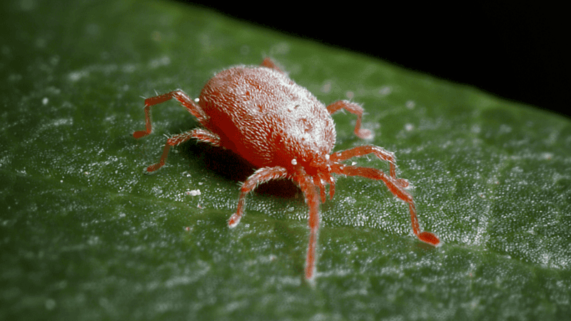 Spider Mites