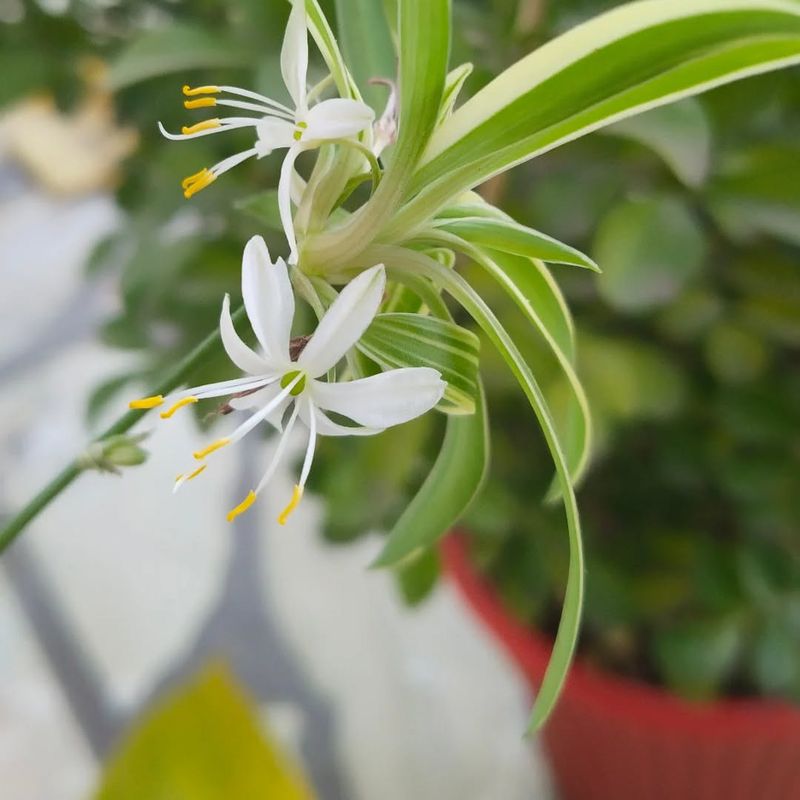 Spider Plant
