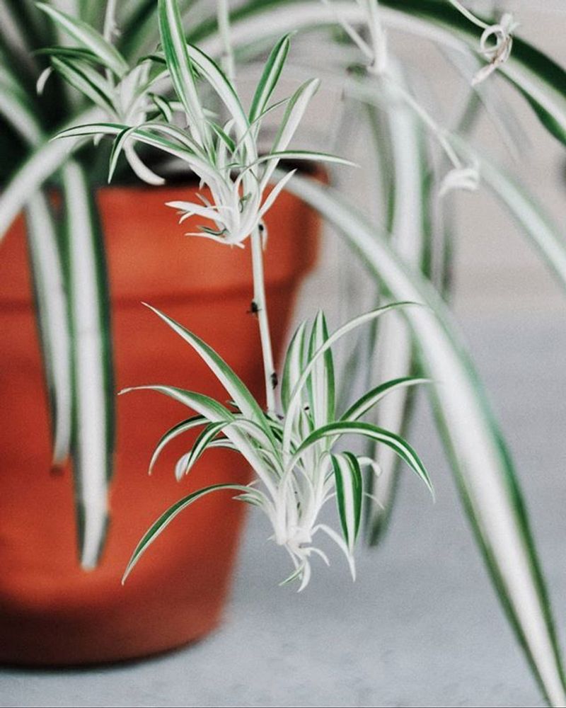 Spider Plant