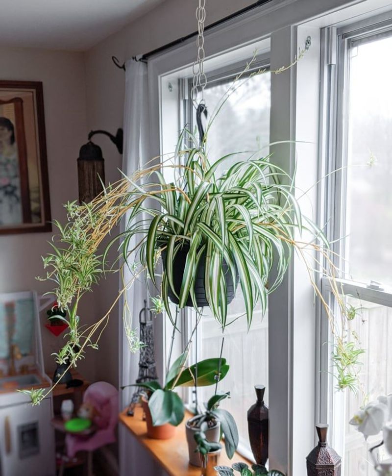 Spider Plant