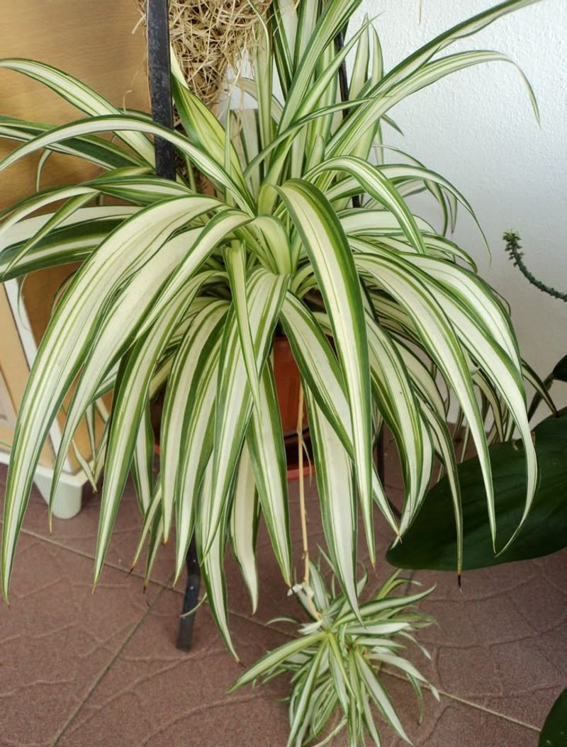 Spider Plant
