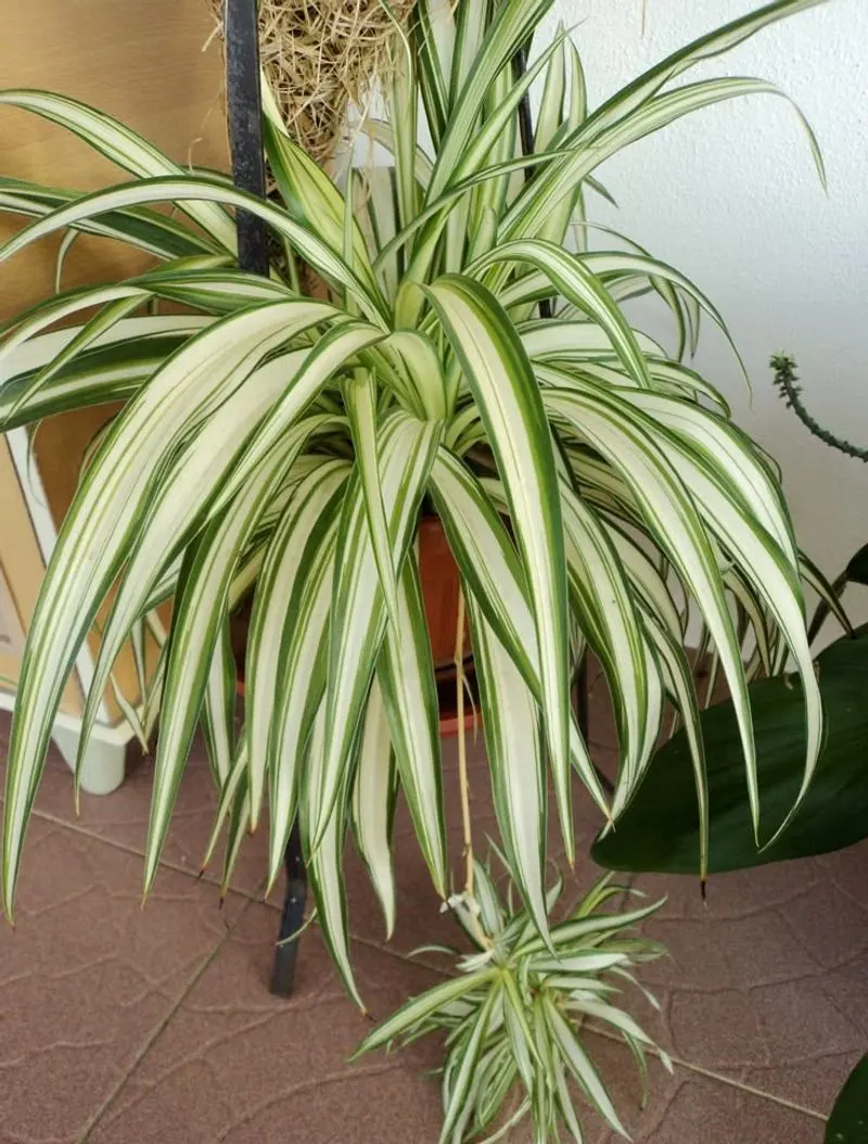 Spider Plant