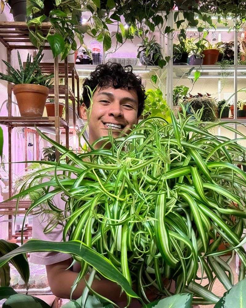 Spider Plant