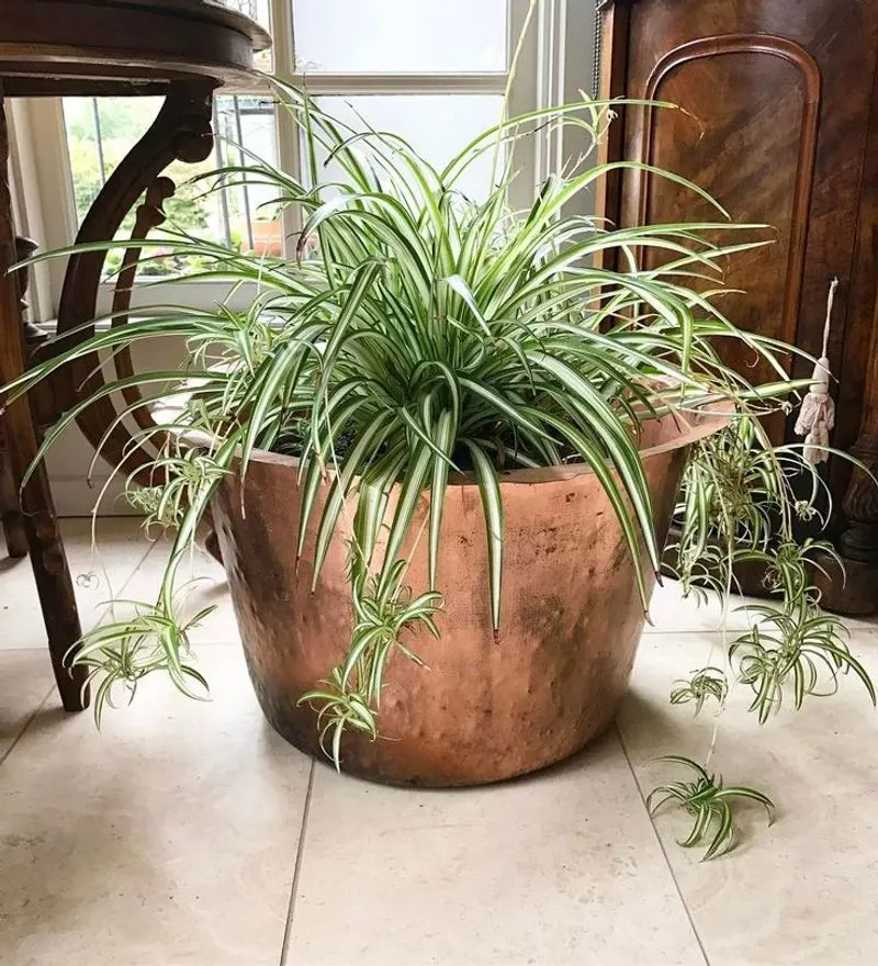 Spider Plant (Chlorophytum comosum)