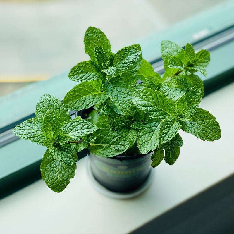 Mint