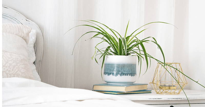 Spider Plant