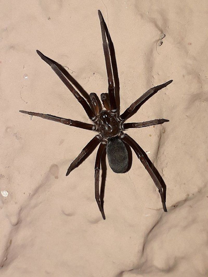 Spider