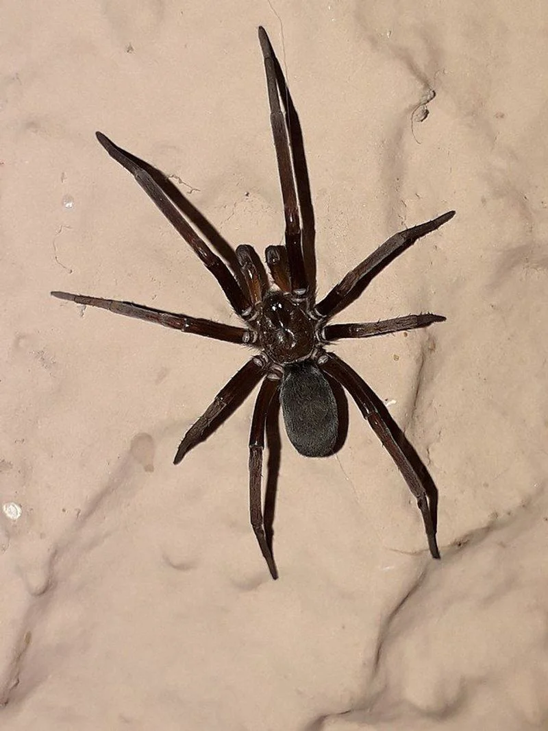 Spider