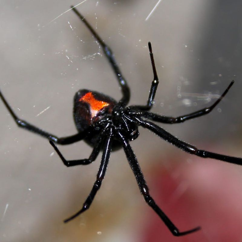 Spiders