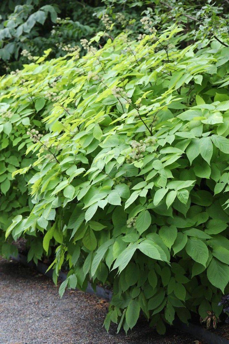 Spikenard