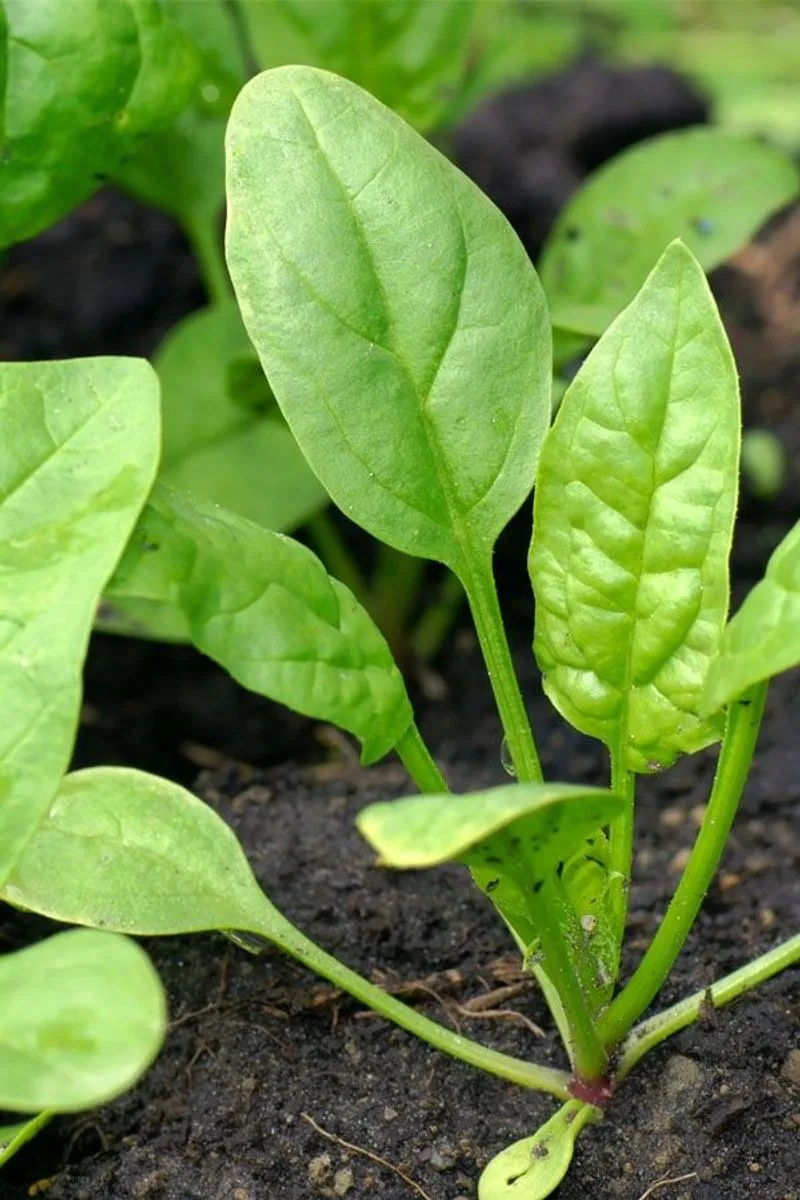 Spinach