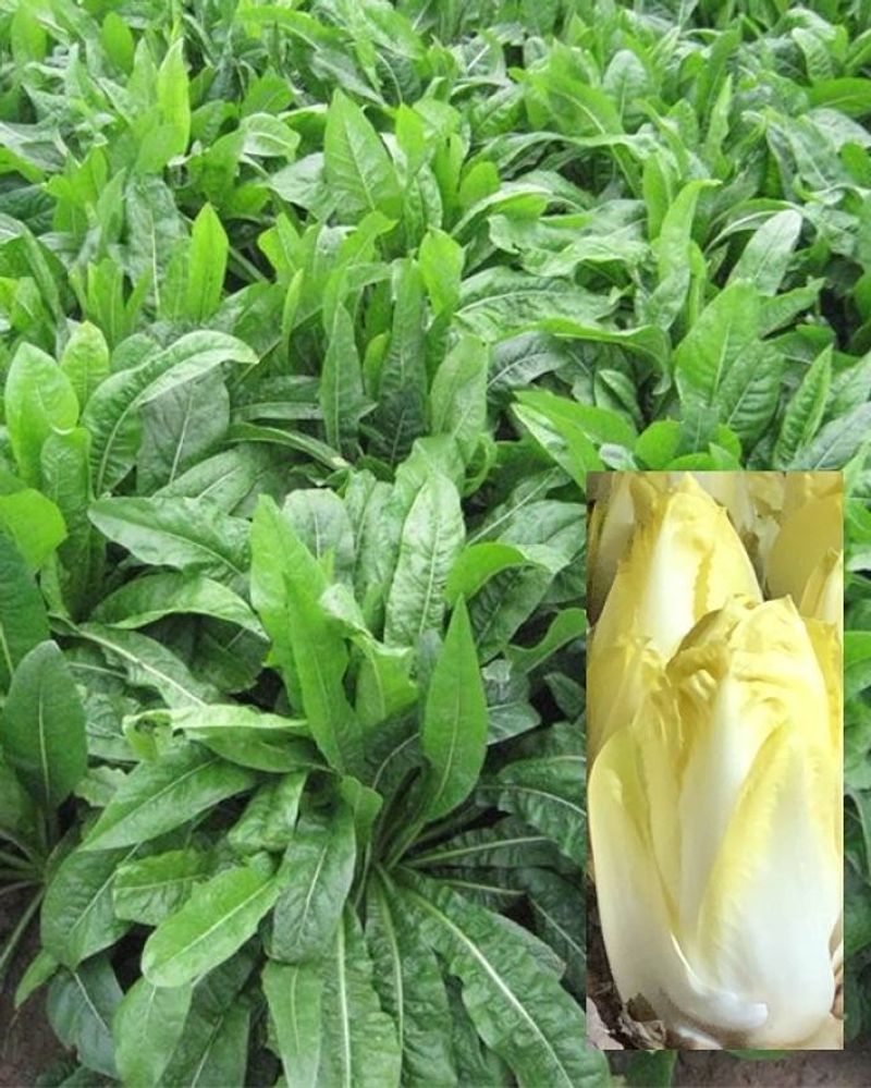 Endive
