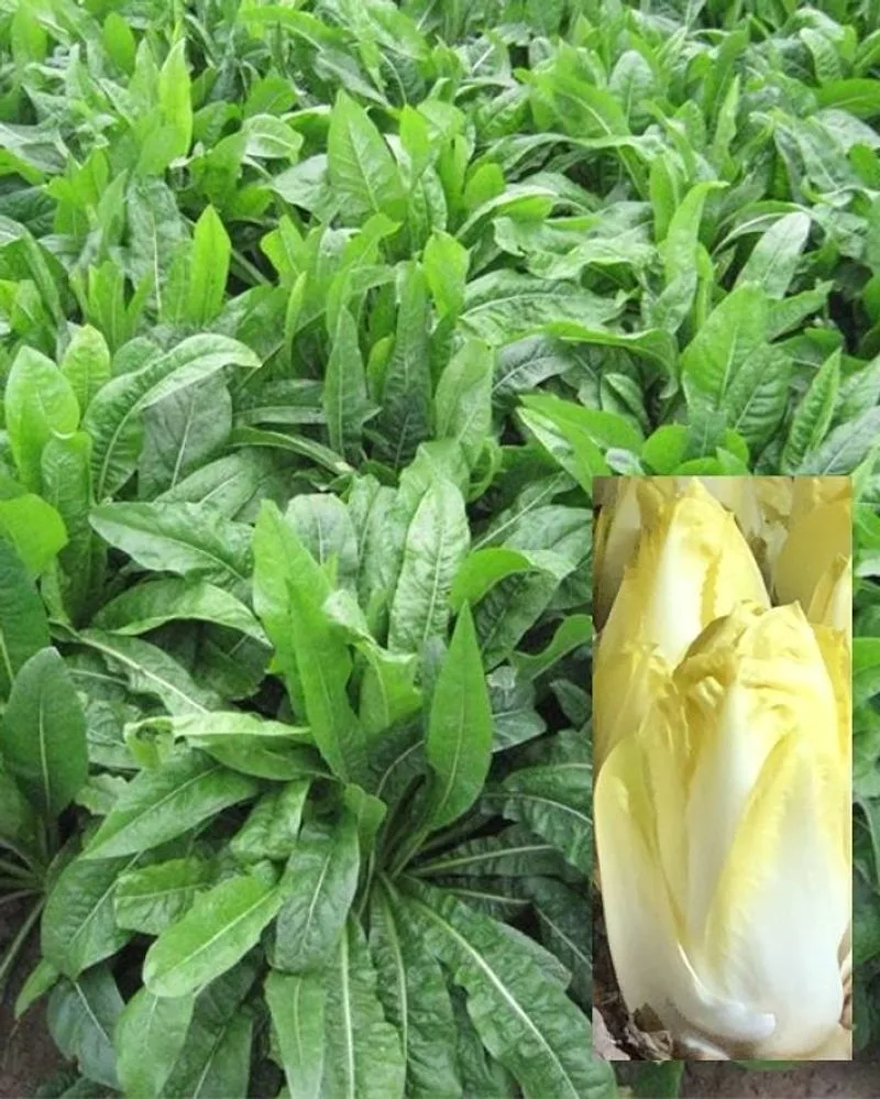 Endive