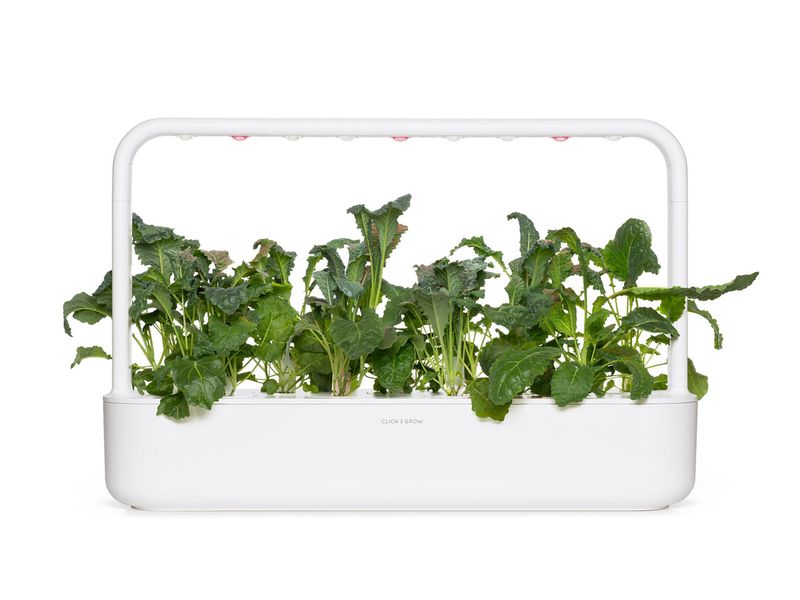 Kale