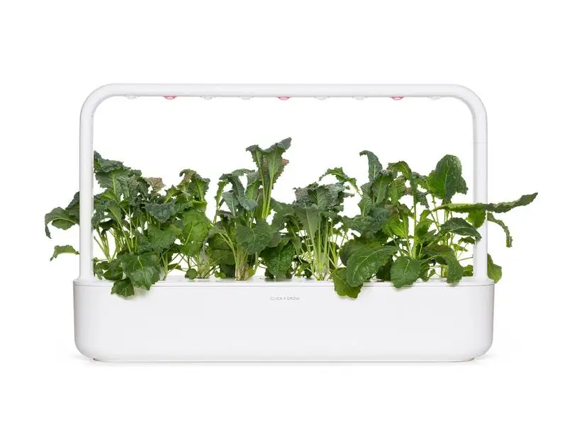 Kale