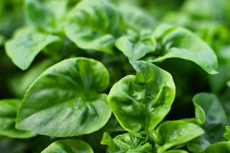Spinach