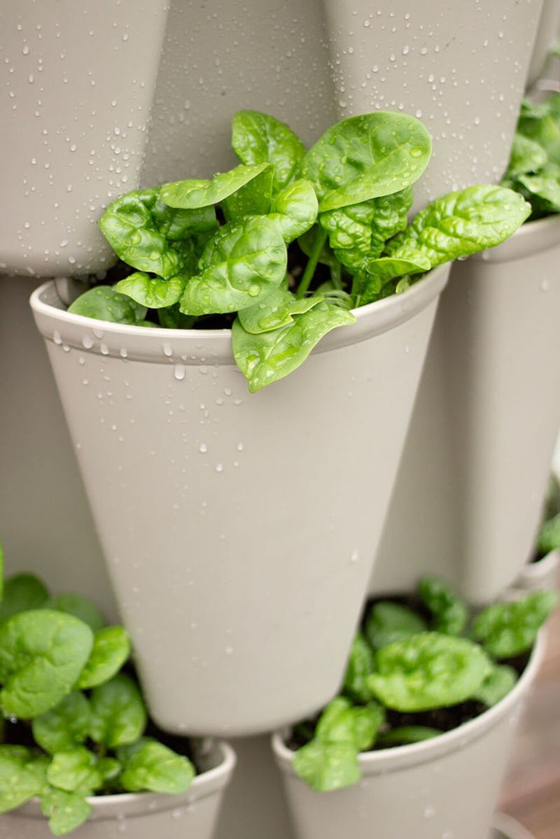 Spinach
