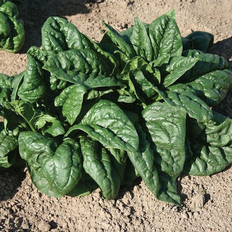 Spinach