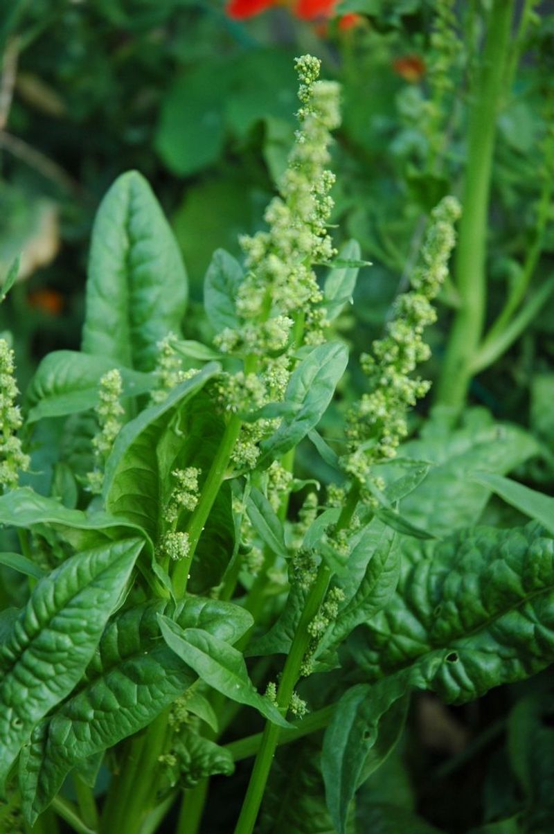 Spinach