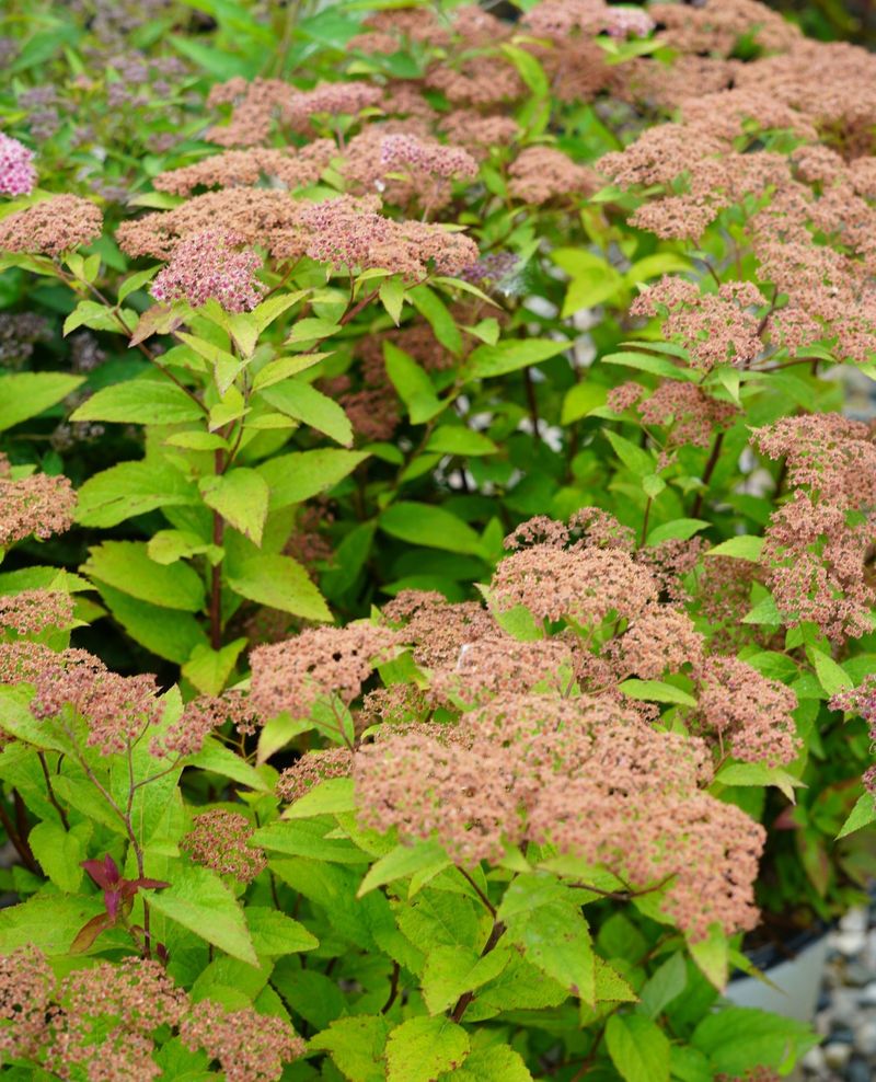 Spirea