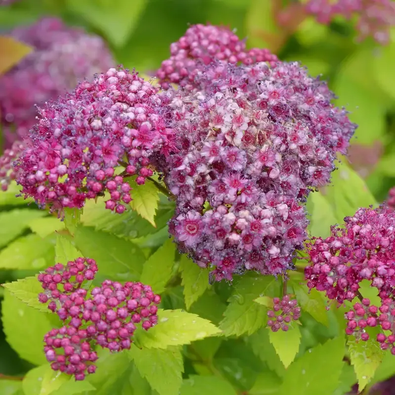 Spirea