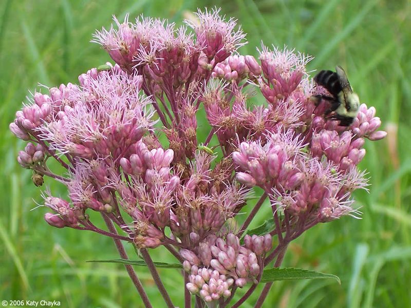 Spotted Joe-Pye Weed