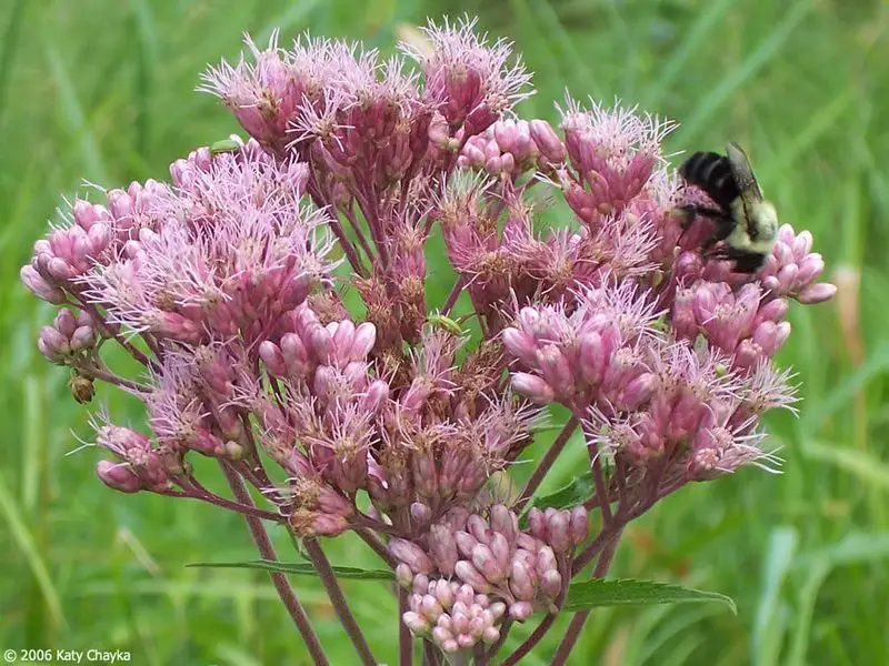 Spotted Joe-Pye Weed