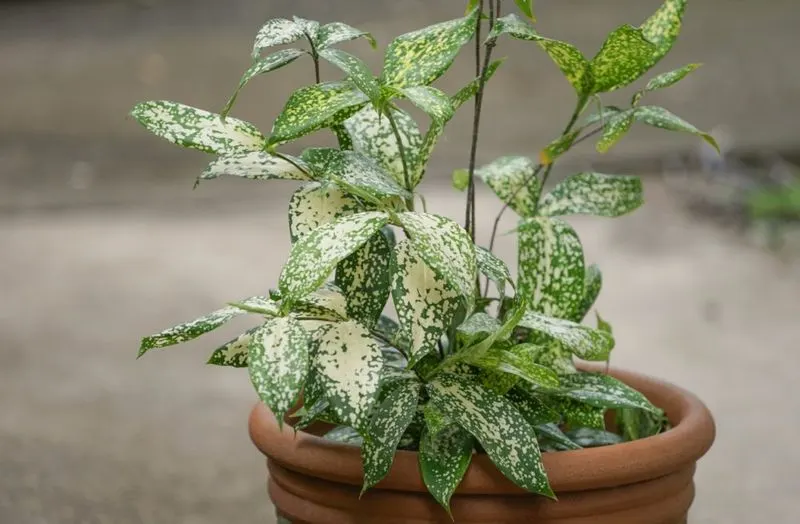 Spotted Leaves