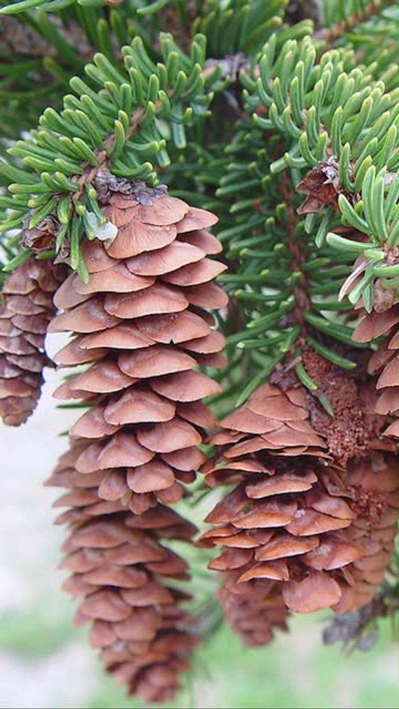 Spruce