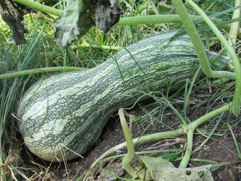 Squash