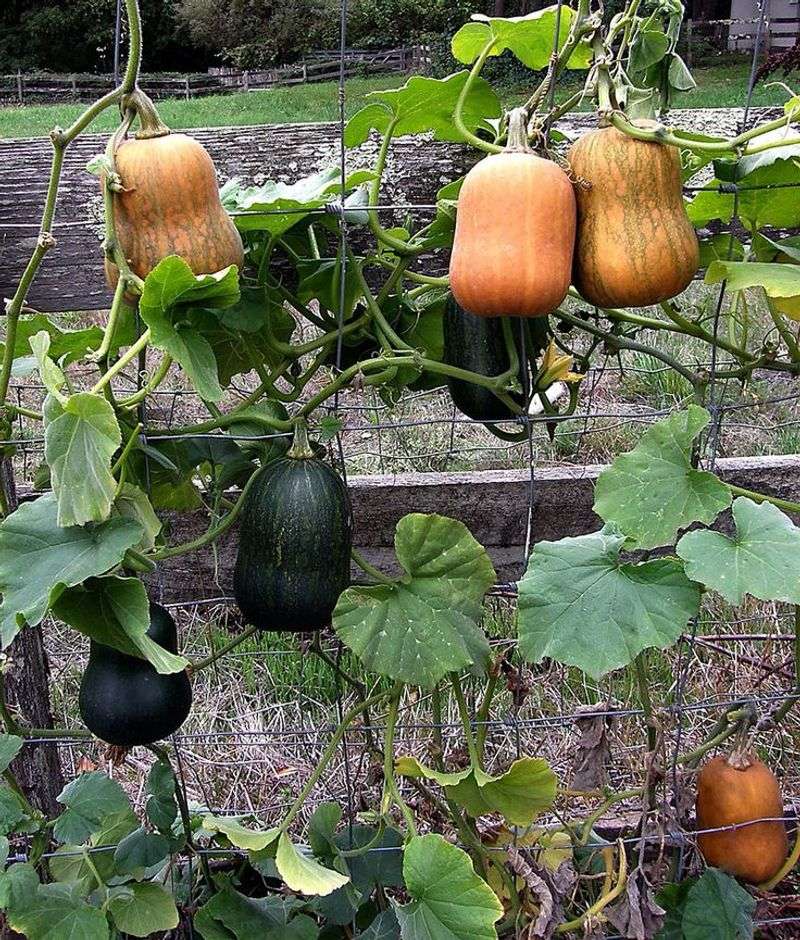 Squash