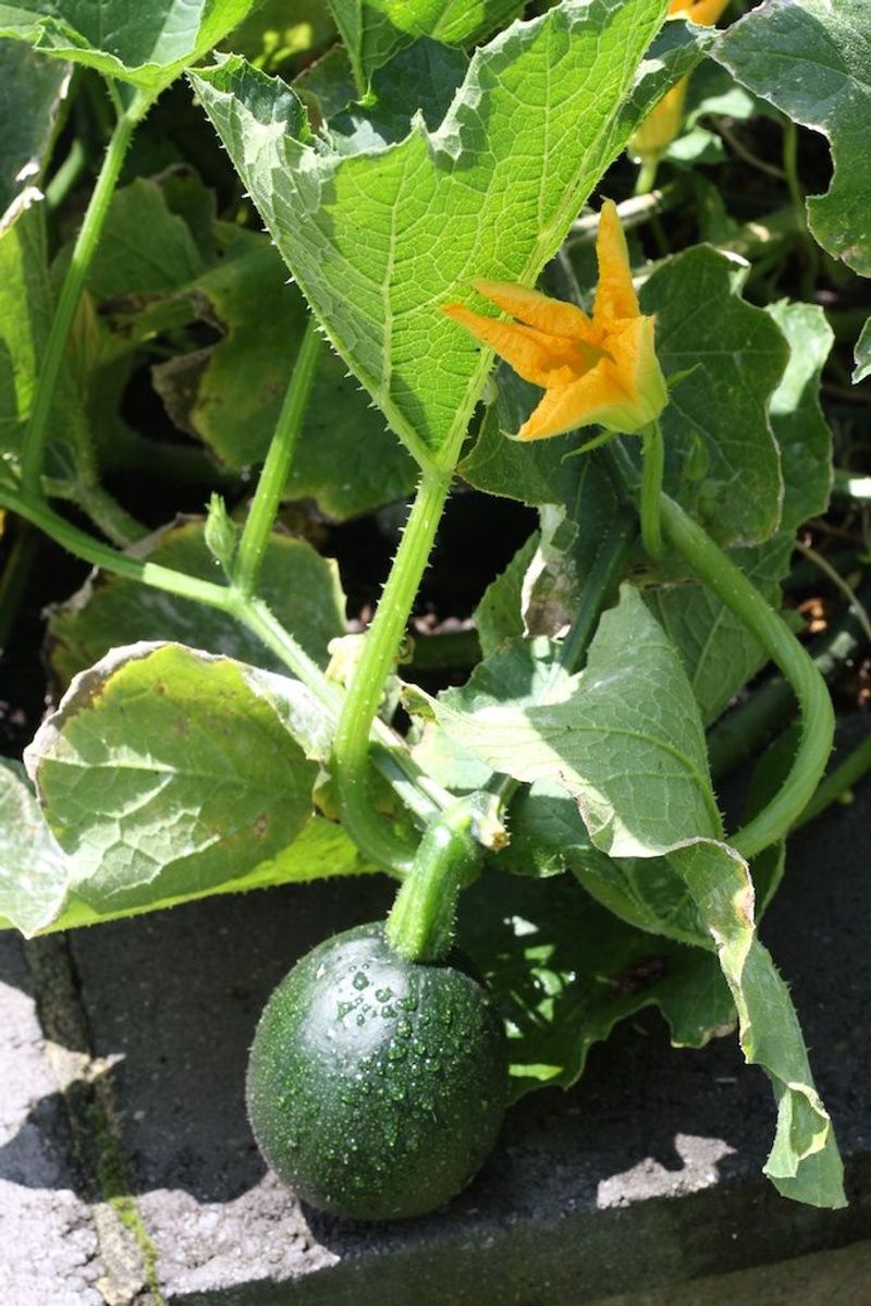 Squash