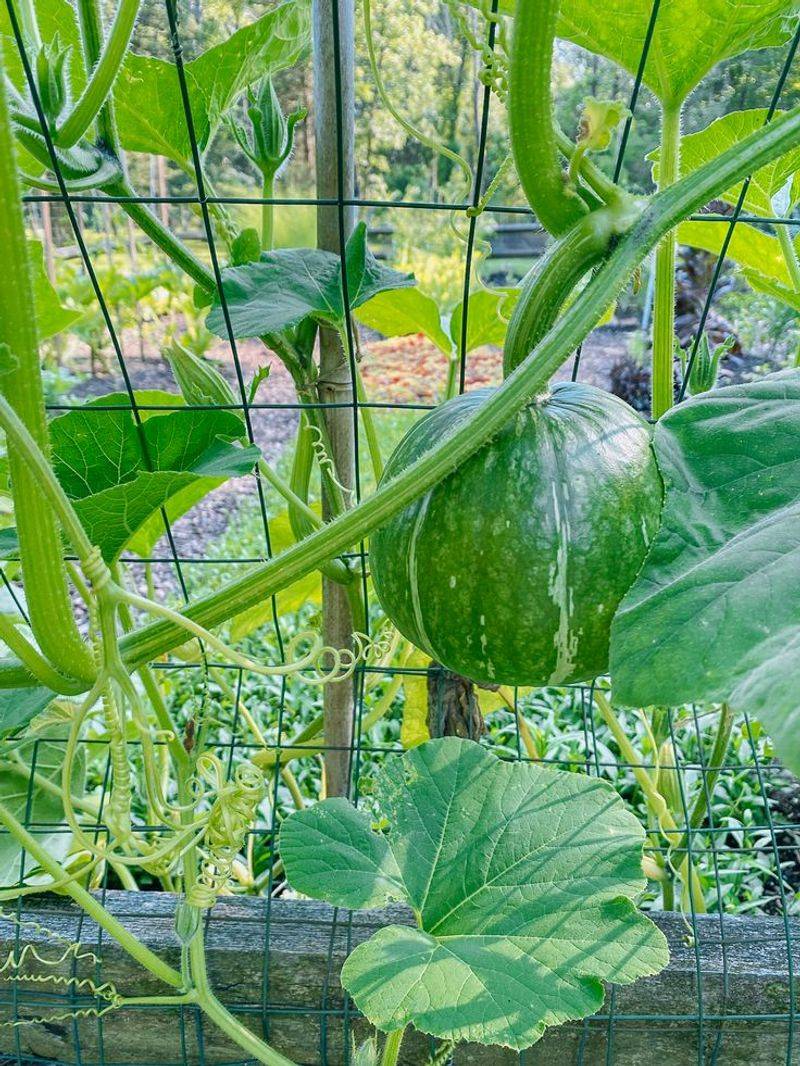 Squash