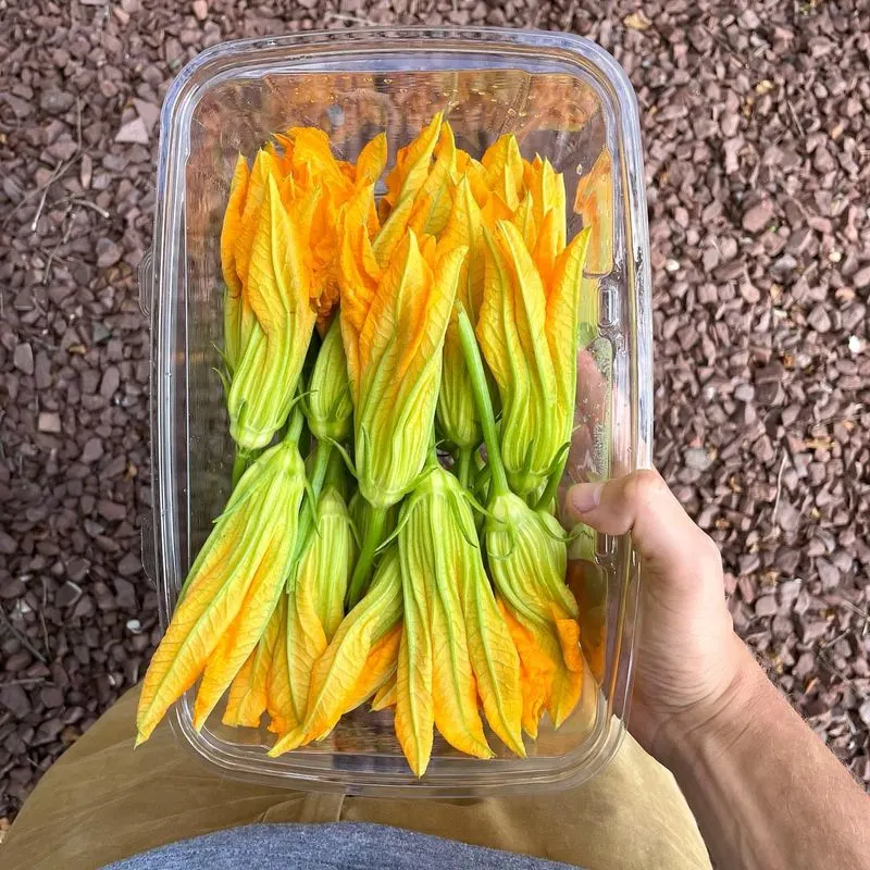 Squash Blossoms