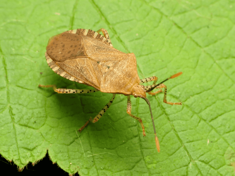 Squash Bug